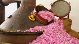 Българският бизнес с производство и продажба на розово масло е