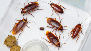 Да отгледаш 6 милиарда хлебарки и да печелиш по $20 от половин килограм насекоми