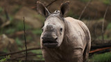 Белият носорог, Animal Kingdom, бракониерството и бебето, което се роди в зоопарка