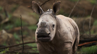 В ранните часове на миналата неделя женският бял носорог Кенди