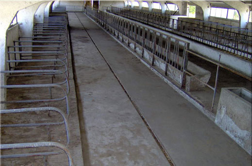 Животновъдните ферми се свили с 1/3 за година
