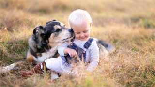 16 от най-подходящите породи кучета, ако имаме деца