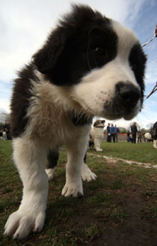 Безплатни микрочипове за немаркирани домашни кучета в Пловдивско