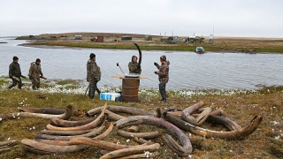 Бивните от мамути - новият процъфтяващ бизнес в Русия