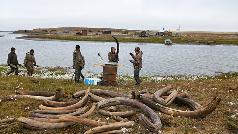 Бивните от мамути - новият процъфтяващ бизнес в Русия
