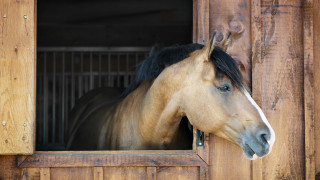 Известно е че конете са социално интелигентни животни Те са