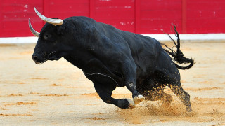 Бик рани своя стопанин който по късно почина от раните си