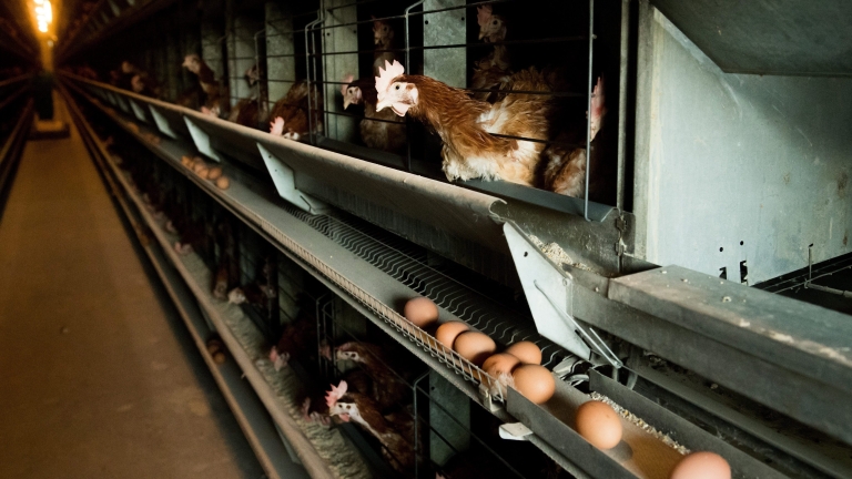 Холандия избива още 48 000 пилета заради огнище на птичи грип 