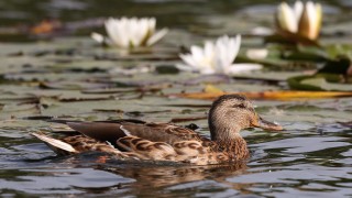 Атмосферното налягане бавно ще се понижава и ще бъде близко
