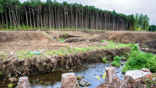  Почти десет пъти са намалели площите, увредени от корояд