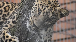 Столичният зоопарк се сдоби с двойка персийски леопарди Надир и
