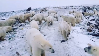 Бели мечки причиниха бедствено положение в Русия