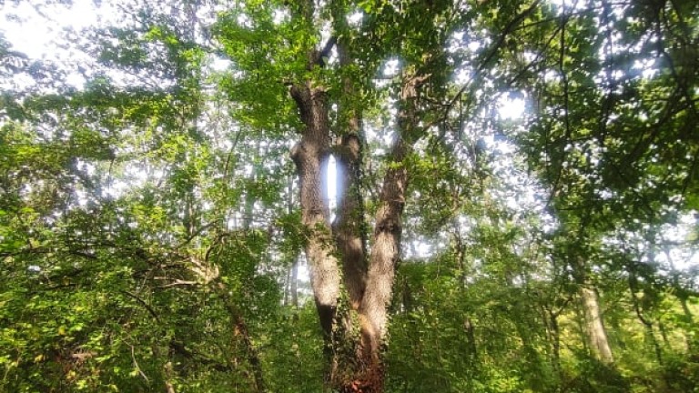 В село Добрина, Провадийско, си имат вече защитено дърво