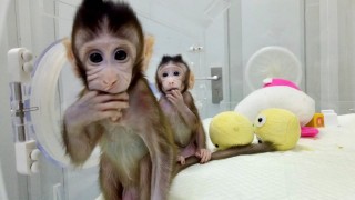 Китай създаде първите клонирани маймунки