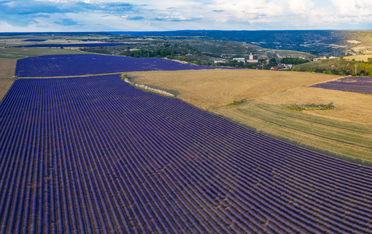 Лавандулово поле отвисоко