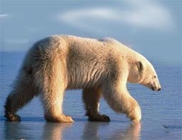 Белите мечки са се появили преди 600 000 години