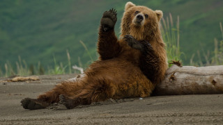 Десетки мечки слизат от планините в румънски градове за да