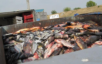 Конфискуваха близо 2 тона риба на Дунав мост
