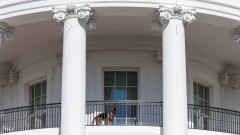 Кучето на Байдън тероризира Белия дом