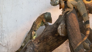 Все още не е намерен собственикът на спасената игуана в Стара Загора