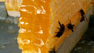 Цените на пчелния мед остават стабилни
