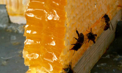 Отбелязват празника на пчелите и пчеларите