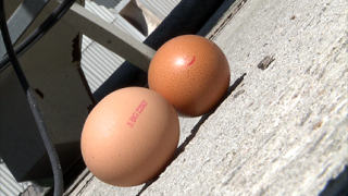 Перничани обстрелват общината с яйца 