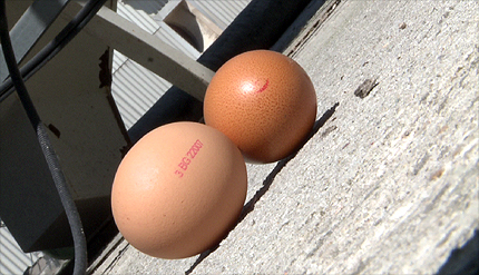 Властите в Швеция откриха салмонела в яйца от Латвия