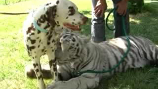 Бенгалска тигрица и далматинец се сприятелиха (видео)