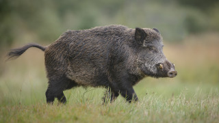 Първи случай на африканска чума при диво прасе в Горна Оряховица