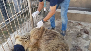 Спасяват последните оцелели животни в зоопарка в Мосул