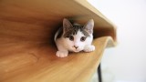  Масата CAT на LYCS - остроумен дизайн за човек и котка 