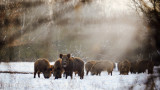  Започва сезонът за лов на диви прасета, БАБХ припомнят да се вършат проби 