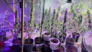 Полицията разби наркооранжерия в Разград