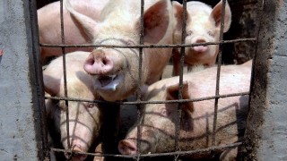 Две огнища на африканска чума по диви свине са открити