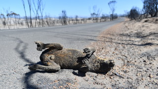3 милиарда животни убити и разселени от пожарите в Австралия