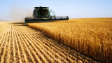  Заради климатичните промени: Чакат ни с над 20% по-ниски житни реколти 