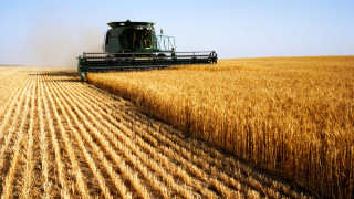 Цените на пшеницата тръгнаха надолу