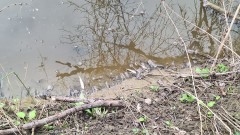 Опасност от преливане на река Черни Лом край три русенски села