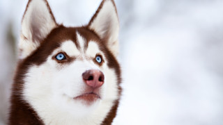 Домашно куче нахапа дете във Велинградско Инцидентът е станал през