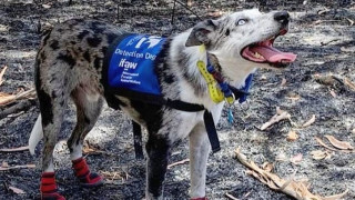 Кучето, спасило сто живота
