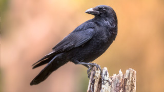 Враните са високоинтелигентни представители на семейство Вранови принадлежащи към разред