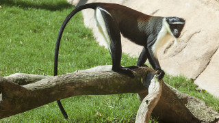 От върховете на дърветата до дълбините на океаните унищожаването на