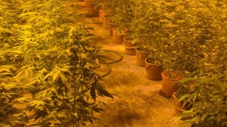 Откриха голяма наркооранжерия в бивш цех в град Бойчиновци