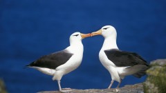 Защо албатросите се "развеждат" все по-често
