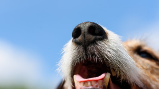 Оказва се че кучетата не само са ни най добри приятели