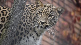 Леопард избяга от зоопарка в Стара Загора съобщава БНТ Наложила се