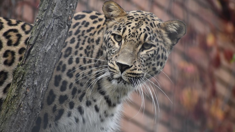 Леопард избяга от зоопарка в Стара Загора, съобщава БНТ.
Наложила се
