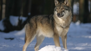 Финландия разреши лова на вълци въпреки протестите