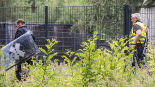 След два дни издирване: Бродещата лъвица в Берлин се оказа глиган